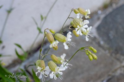 Blaassilene (Silene vulgaris) - bloei