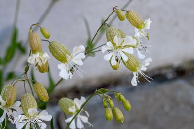 Blaassilene (Silene vulgaris) - detail bloei
