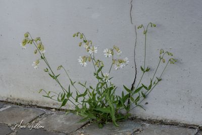 Blaassilene (Silene vulgaris)