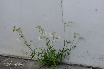 Blaassilene (Silene vulgaris)