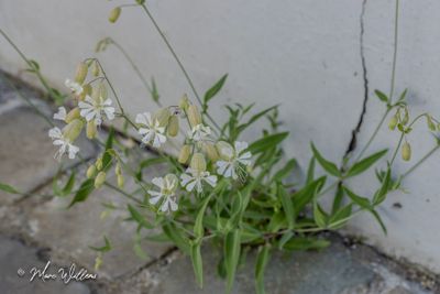 Blaassilene (Silene vulgaris)