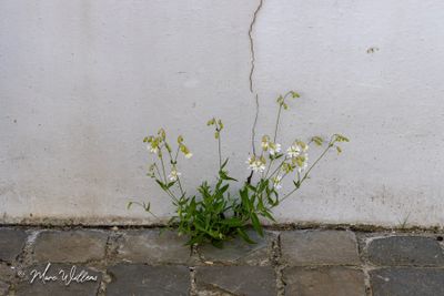 Blaassilene (Silene vulgaris)
