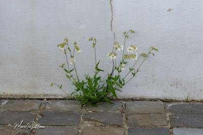 Blaassilene (Silene vulgaris)