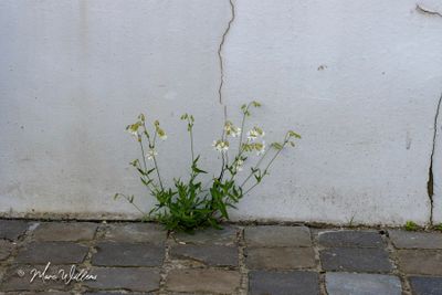 Blaassilene (Silene vulgaris)