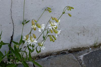 Blaassilene (Silene vulgaris)