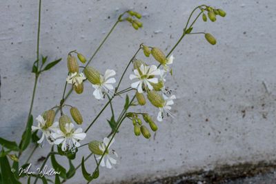 Blaassilene (Silene vulgaris)