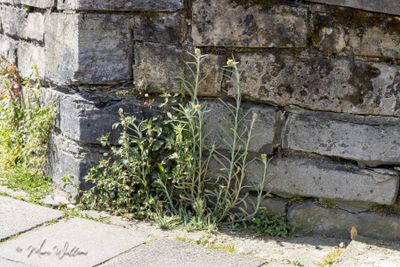 Bleekgele droogbloem (Gnaphalium luteo-album)