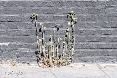 Bleekgele droogbloem (Gnaphalium luteo-album)