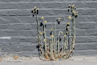 Bleekgele droogbloem (Gnaphalium luteo-album)