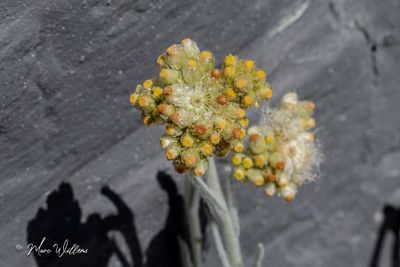 Bleekgele droogbloem (Gnaphalium luteo-album)