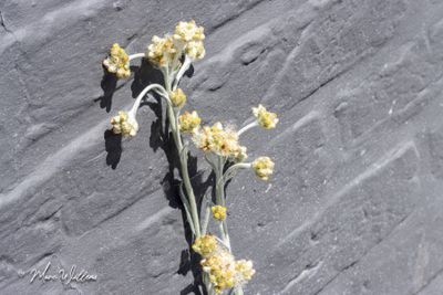 Bleekgele droogbloem (Gnaphalium luteo-album)