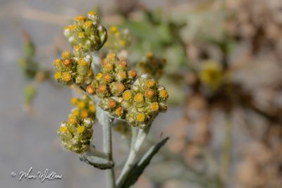 Bleekgele droogbloem (Gnaphalium luteo-album)-detail van de bloei