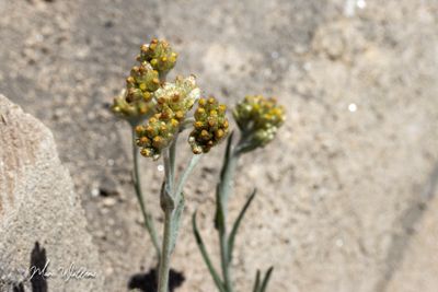Bleekgele droogbloem (Gnaphalium luteo-album)-detail van de bloei