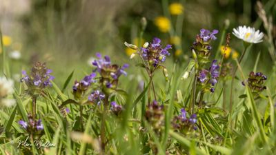 Gewone brunel (Prunella vulgaris)