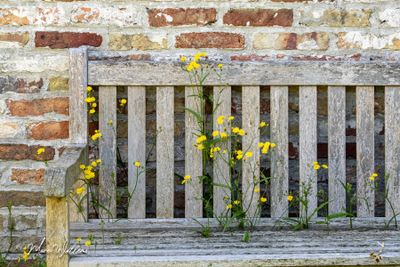 Klein streepzaad (Crepis capillaris)