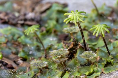 Parapluutjesmos (Marchantia polymorpha)