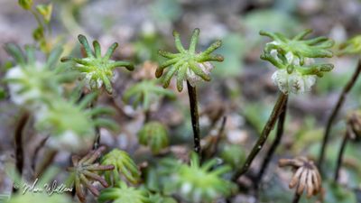 Parapluutjesmos (Marchantia polymorpha)