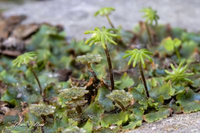 Parapluutjesmos (Marchantia polymorpha)