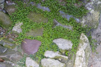 Slaapkamergeluk (Soleirolia soleirolii)