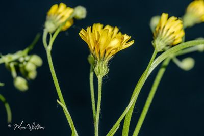 Vertakte leeuwentand (Scorzoneroides autumnalis)