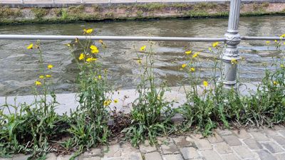 Akkermelkdistel (Sonchus arvensis)