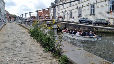 Akkermelkdistel (Sonchus arvensis)