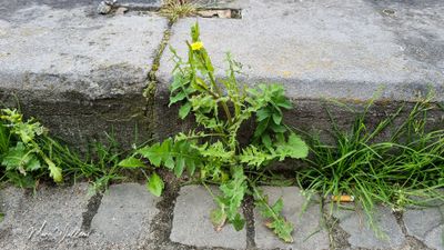 De gewone melkdistel (Sonchus oleraceus)
