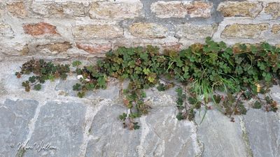 Gehoornde klaverzuring (Oxalis corniculata)