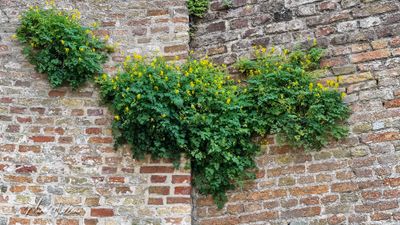 Gele helmbloem (Pseudofumaria lutea, synoniem- Corydalis lutea)