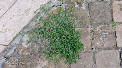 Gewoon varkensgras (Polygonum aviculare)