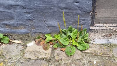 Grote weegbree (Plantago major subsp. major)