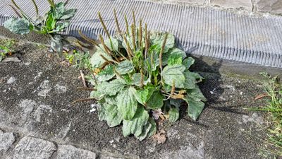 Grote weegbree (Plantago major subsp. major)