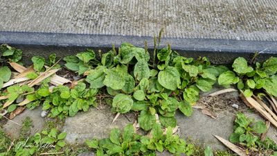 Grote weegbree (Plantago major subsp. major)