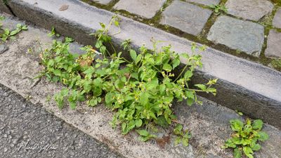 Harig knopkruid (Galinsoga quadriradiata,Galinsoga ciliata)