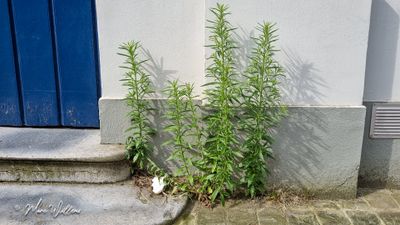 Hoge fijnstraal (Conyza sumatrensis, basioniem- Erigeron sumatrensis)
