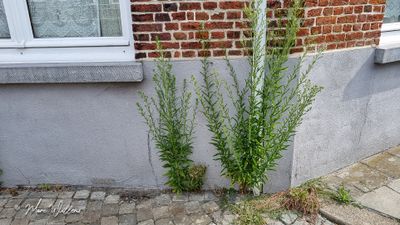 Hoge fijnstraal (Conyza sumatrensis, basioniem- Erigeron sumatrensis)