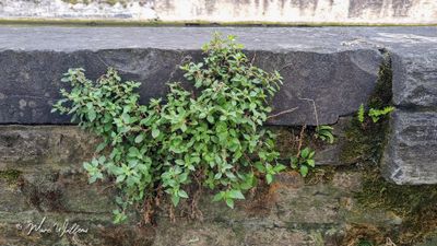 Klein glaskruid (Parietaria judaica)