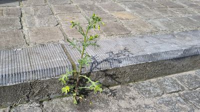 Klein kruiskruid (Senecio vulgaris)