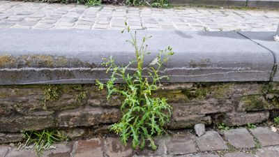 Klein kruiskruid (Senecio vulgaris)