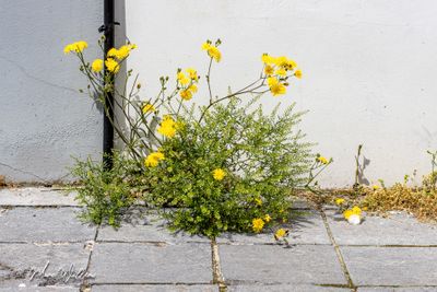 Klein streepzaad (Crepis capillaris)