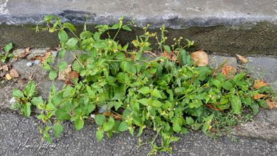 Knopkruid (Galinsoga)