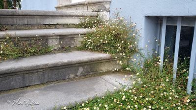Muurfijnstraal (Erigeron karvinskianus)
