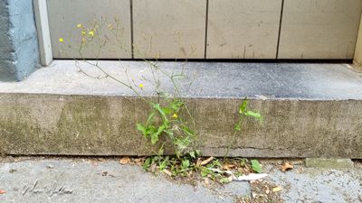 Muursla (Mycelis muralis)