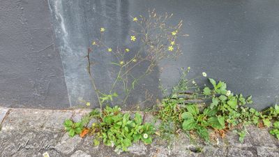 Muursla (Mycelis muralis)