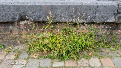 Perzikkruid (Persicaria maculosa, synoniem- Polygonum persicaria)