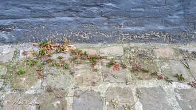 Schijnaardbei (Potentilla indica)