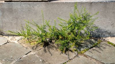 Steenkruidkers (Lepidium ruderale)