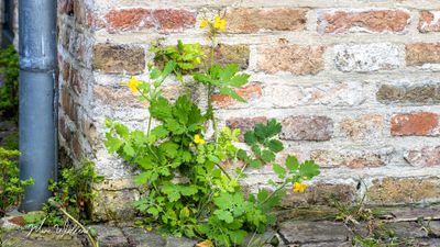 Stinkende gouwe (Chelidonium majus)