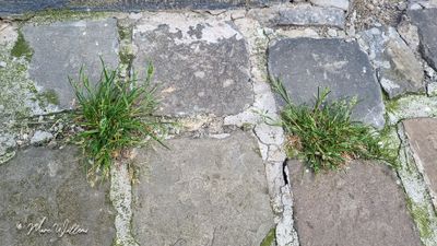 Straatgras (Poa annua)