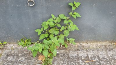 Zwarte nachtschade (Solanum nigrum)